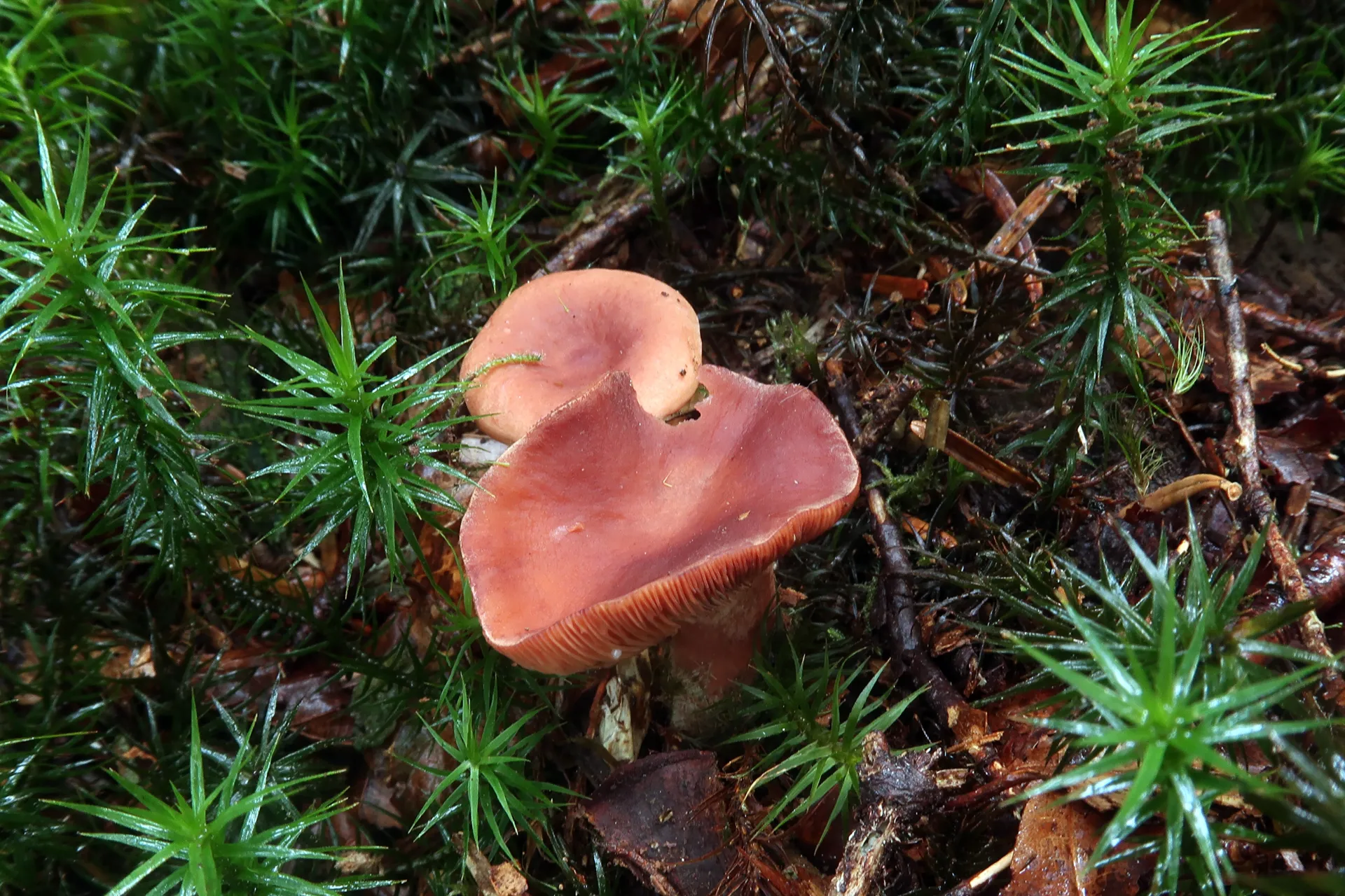 Lactarius camphoratus - 1 - IMG_0339